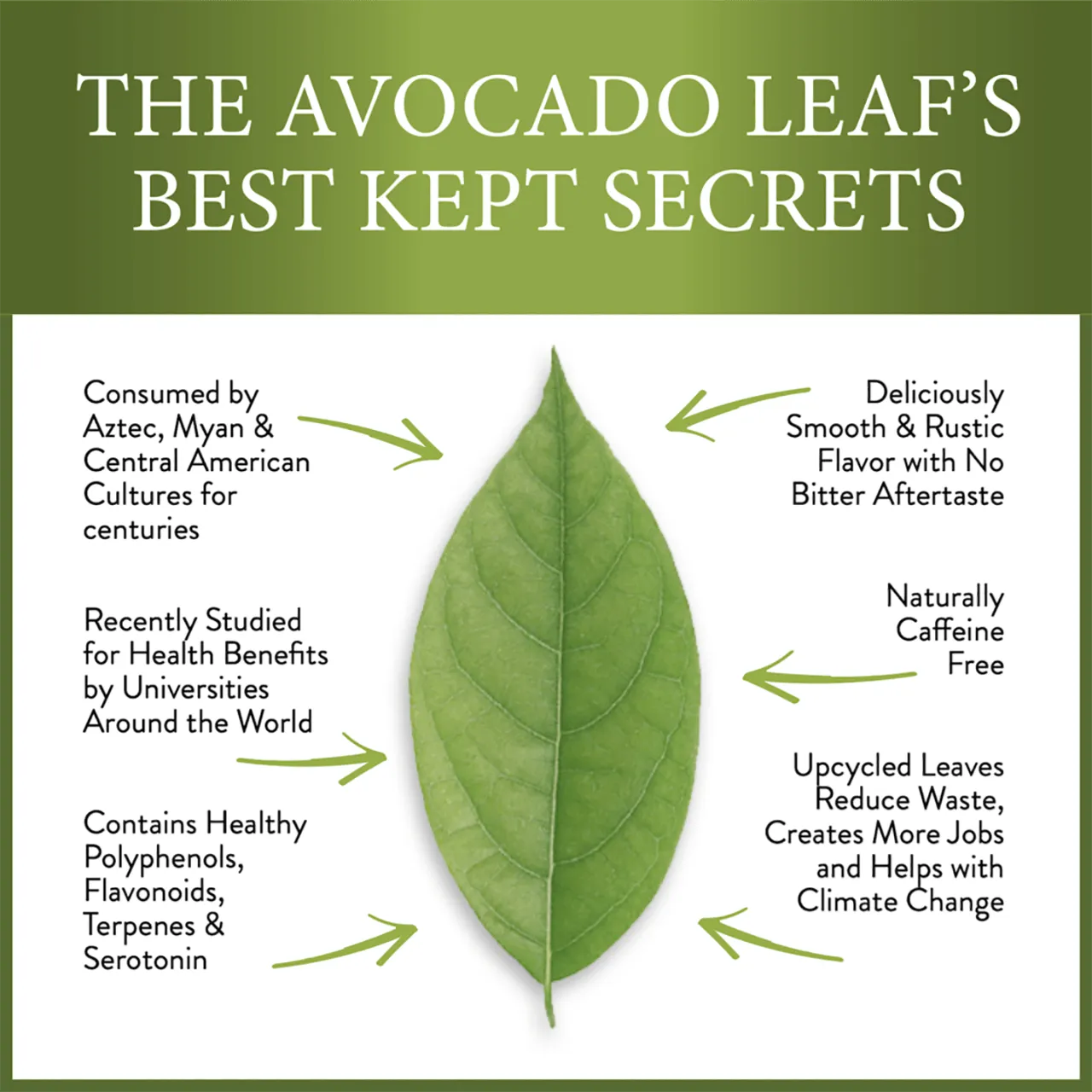 2 Pack Avocado Leaf Tea Black Tea Blend by Avocado Tea Co.