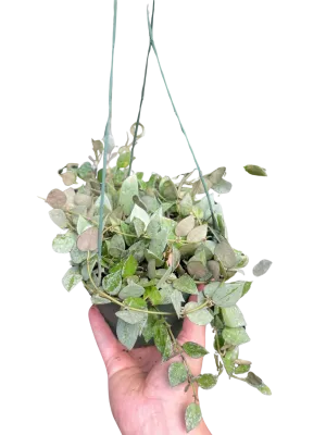 Hoya Krohiana 'Eskimo'