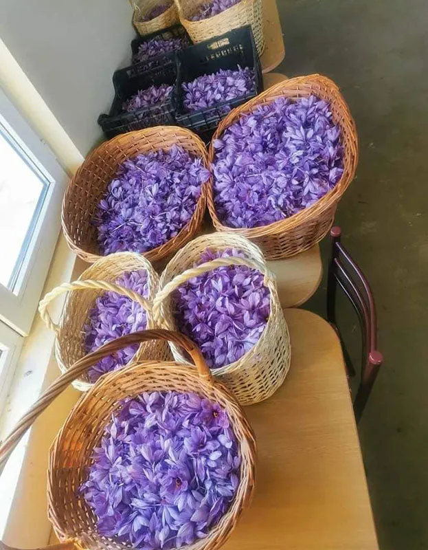 Kashmiri Saffron. Certified Organic