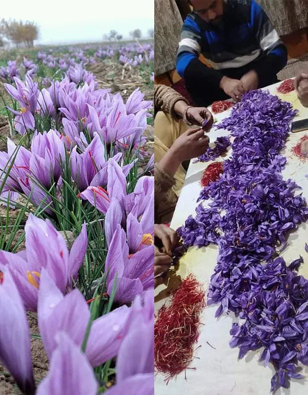 Kashmiri Saffron. Certified Organic