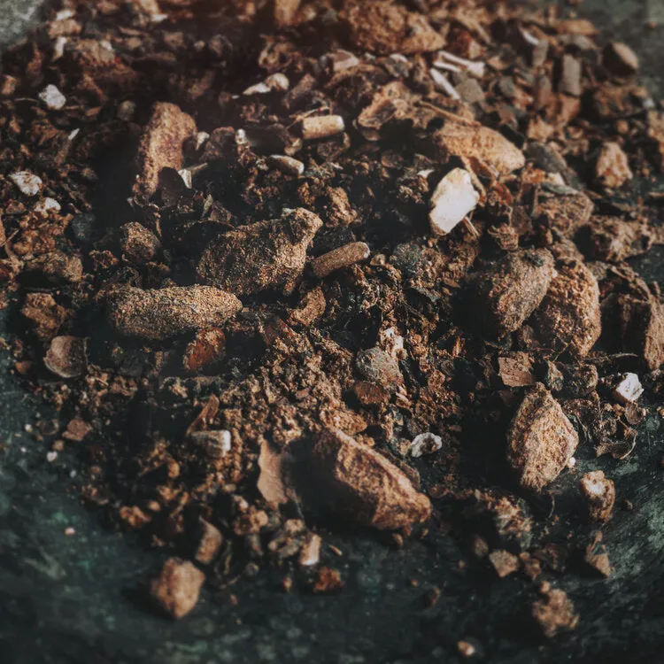 Organic Wise Mushrooms - Ancient Medicine Tea Blend
