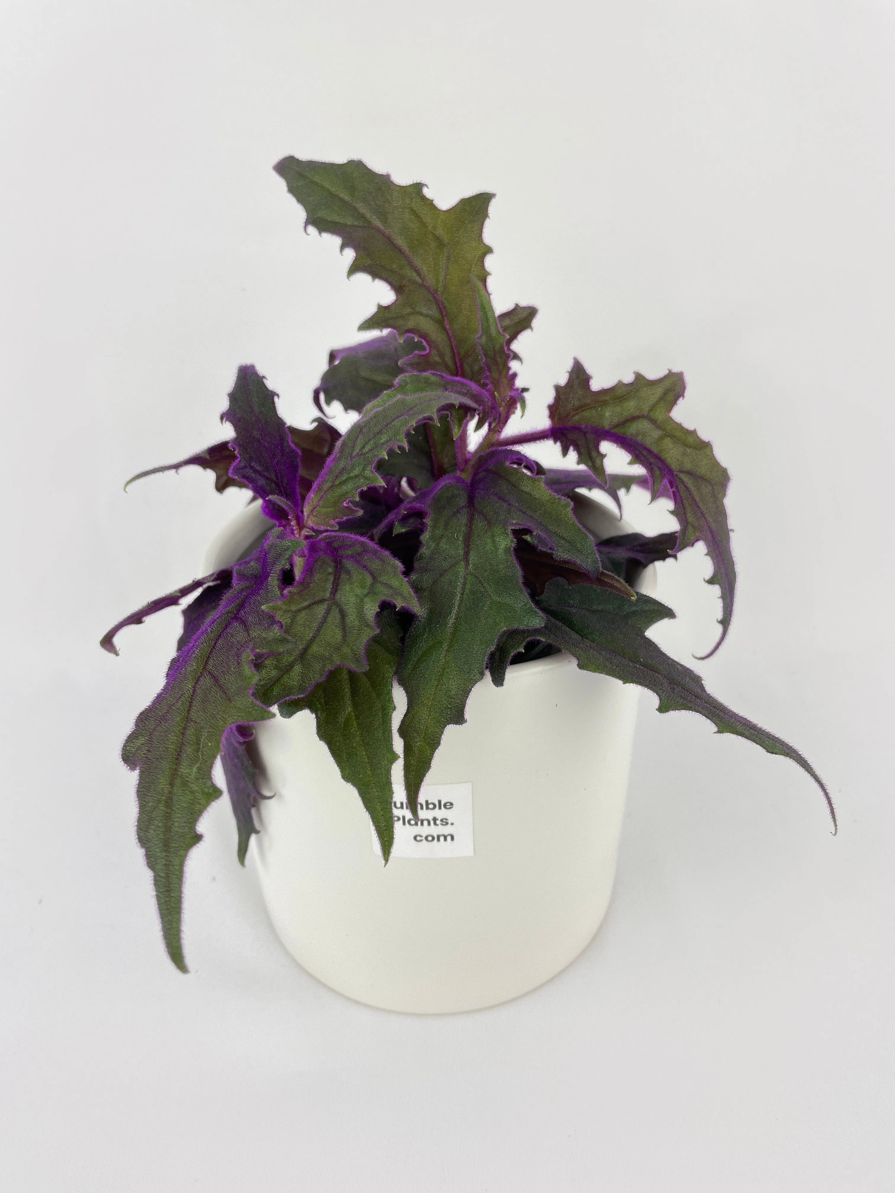 Purple Passion (Gynura Aurantiaca) by Bumble Plants